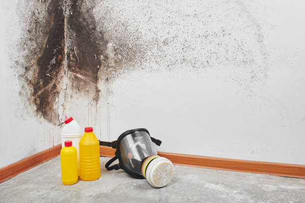 Best DIY Mold Remediation Support Services in Briarcliff, TX