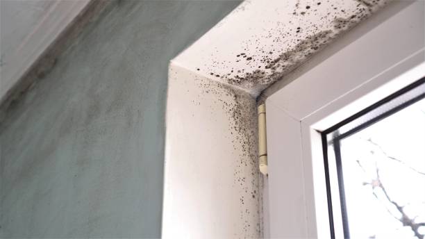 Best Preventive Mold Services in Briarcliff, TX