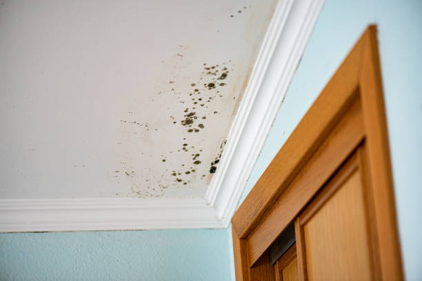 Best Emergency Mold Remediation in Briarcliff, TX