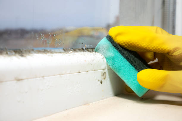 Trusted Briarcliff, TX Mold Remediation Experts