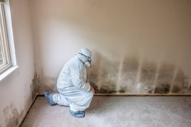 Best HVAC Mold Remediation in Briarcliff, TX