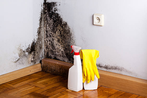 Best Bathroom Mold Remediation in Briarcliff, TX