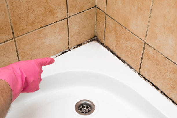 Best Commercial Mold Remediation in Briarcliff, TX